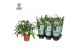 Phlebodium aureum blue star Air So Pure 