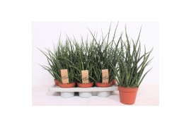 Sansevieria fernwood punk