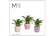 Spathiphyllum chopin 3+ bloem - Sweet keramiek, Party love 