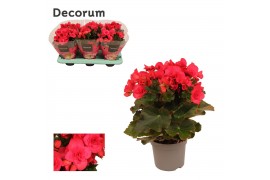 Begonia elatior du. serena paars decorum,1 pp