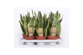 Sansevieria trifasciata superba