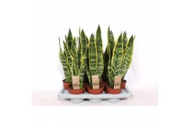 Sansevieria trifasciata laurentii