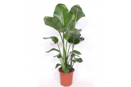 Strelitzia nicolai Strelitzia nicolai zonder bloem bl. 3 pp