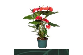 Anthurium andr. nebraska (Oranje) 6 bloem