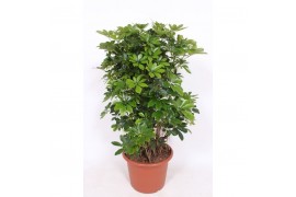 Schefflera arboricola compacta vertakt,4 pp,4 pp