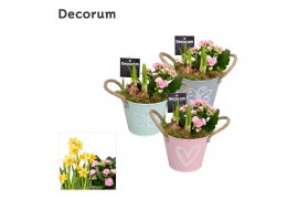 Arrangementen kamerplanten Calandiva & Narcis Bucket Maxi GM HL20647 2