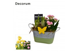 Arrangementen kamerplanten Calandiva & Narcis Duo Zink GM HL21707 2 pp