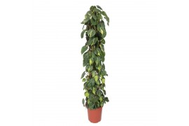 Philodendron scandens brasil zuilvorm op rek