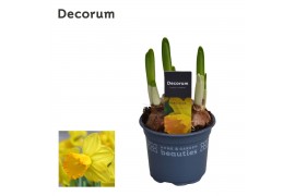 Narcissus Narcis Adriana 3 per pot