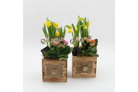 Arrangementen kamerplanten FGCR-2508 Voorjaarscreaties 2 pp