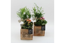 Arrangementen kamerplanten FGCR-2521 Voorjaarscreaties 2 pp
