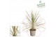 Cordyline variegata Torbay Dazzler 65-75cm 