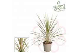 Cordyline variegata Torbay Dazzler 65-75cm