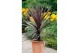 Cordyline variegata Torbay Dazzler 65-75cm 