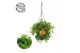 Peperomia rotundifolia hp 