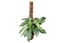Epipremnum pinnatum variegata mosstok