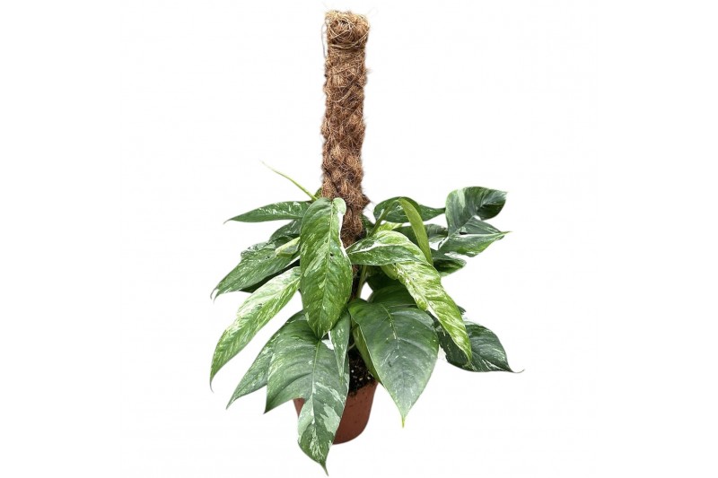 Epipremnum pinnatum variegata mosstok 
