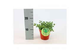 Delosperma echinatum + nederlands etiket