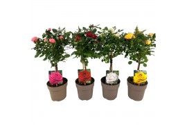 Rosa mix kar stamroos