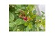 Rosa mix kar stamroos 