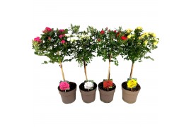 Rosa mix kar stamroos