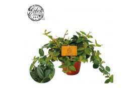 Peperomia rocca scuro