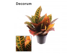 Codiaeum variegatum petra kopstek decorum