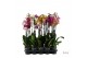 Phalaenopsis mix 3 tak - 55/60cm 