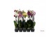 Phalaenopsis mix 3 tak - 55/60cm 