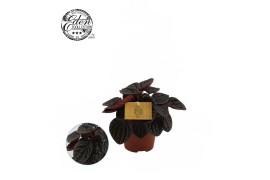 Peperomia chocolat