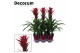 Guzmania switch Luxe keramiek 