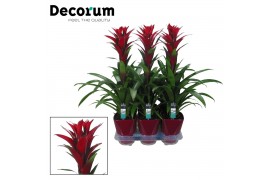 Guzmania switch Luxe keramiek