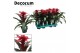 Guzmania salinas 