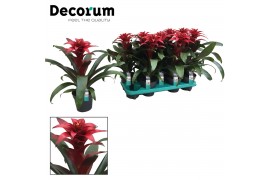 Guzmania salinas