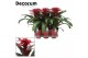 Guzmania salinas Luxe keramiek 