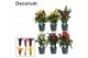 Zantedeschia mix decorum 