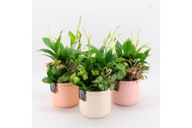 Arrangementen kalanchoe RMCR-2514 Romantic creatie 3 pp
