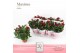 Rosa amorosa red dolcamore 