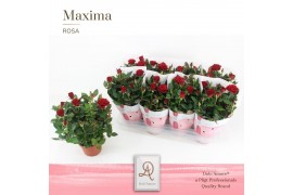Rosa amorosa red dolcamore