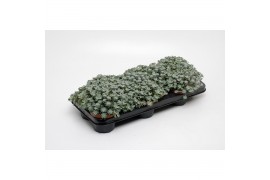 Sedum Sedum purpureum