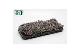 Sedum Sedum purpureum