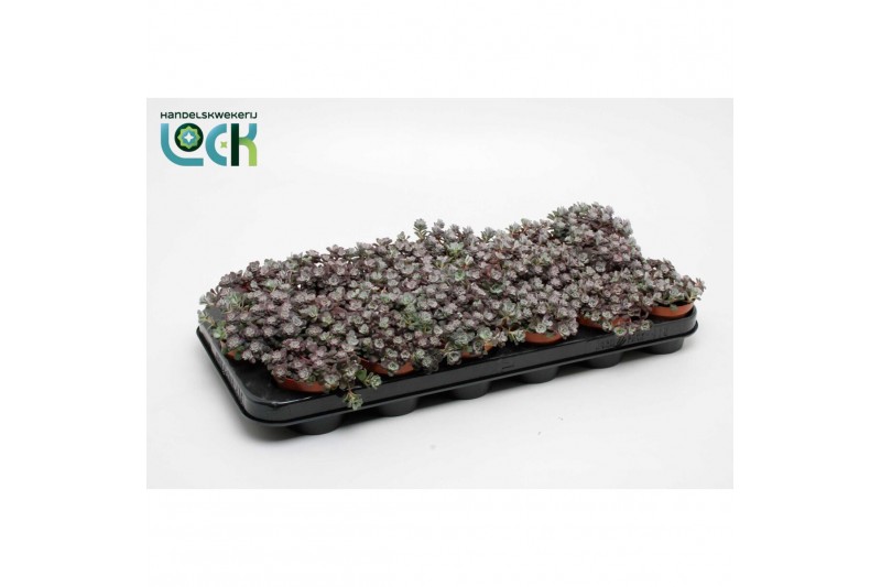 Sedum Sedum purpureum 