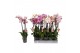 Phalaenopsis mix 3 tak - 22+ bloemen special mix 