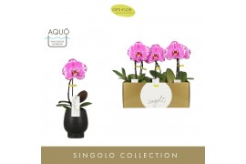 Phalaenopsis Singolo - Victorio - 1 bloem - Abruzzo Black Aquo