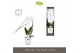 Phalaenopsis wit Formidablo - Niagara Falls - 1 tak, 12+ bloem - Molis 