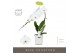 Phalaenopsis wit Formidablo - Niagara Falls - 1 tak, 12+ bloem - Molis 