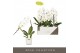 Phalaenopsis wit Formidablo - Niagara Falls - 1 tak, 12+ bloem - Lazio 