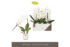 Phalaenopsis wit Formidablo - Niagara Falls - 1 tak, 12+ bloem - Lazio