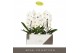 Phalaenopsis wit Formidablo - Niagara Falls - 1 tak, 12+ bloem - Lazio 