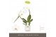 Phalaenopsis wit Formidablo - Niagara Falls - 1 tak, 12+ bloem - Lazio 